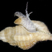 Monoplex mundus - Photo (c) smithsonian_marinegeo, some rights reserved (CC BY-NC-SA), uploaded by smithsonian_marinegeo