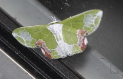 Protuliocnemis partita