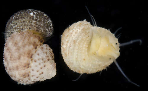 Herpetopoma gemmatum observed 2017-05-23