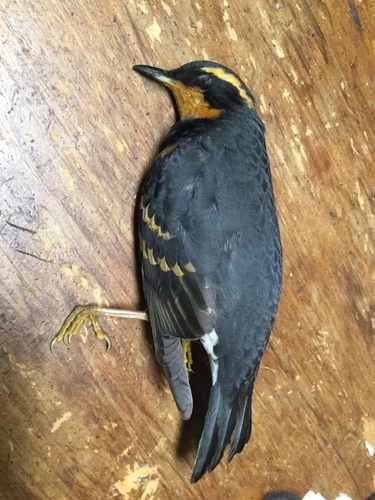 iNaturalist observation photo of Varied Thrush