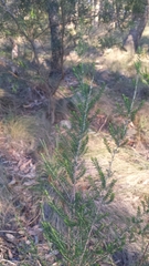 Cassinia arcuata