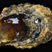 Black Purse Shell - Photo (c) smithsonian_marinegeo, some rights reserved (CC BY-NC-SA), uploaded by smithsonian_marinegeo
