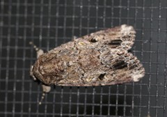 Spodoptera exempta