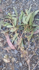 Eucalyptus macrorhyncha