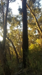 Eucalyptus macrorhyncha