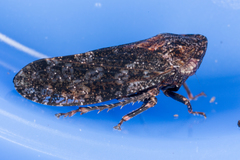 Stenocotini