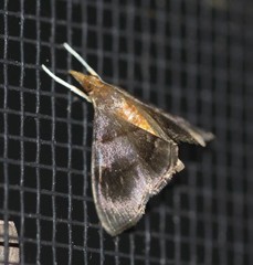 Hemiscopis violacea