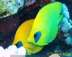 Chaetodon semilarvatus