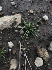 Isoetes orcuttii