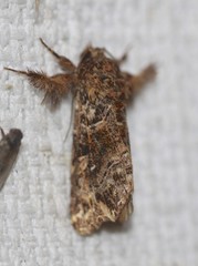 Callopistria rivularis