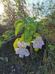 Bignonia callistegioides