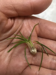 Isoetes orcuttii