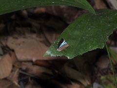 Poritia sumatrae