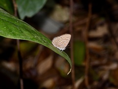 Poritia sumatrae