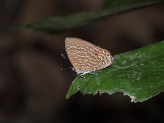 Poritia sumatrae