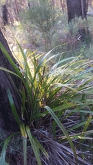 Dianella tasmanica