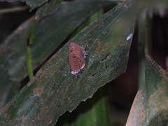 Arhopala athada