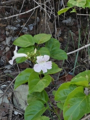 Bignonia callistegioides