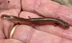 Pseudotriton montanus montanus