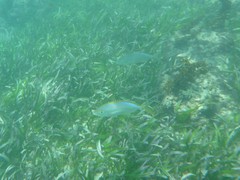 Caranx bartholomaei