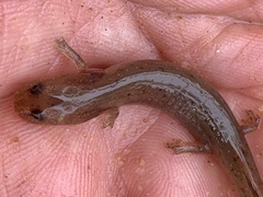 Pseudotriton montanus montanus