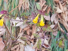 Melampyrum velebiticum