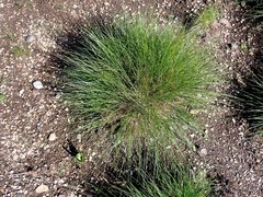 Festuca roemeri roemeri