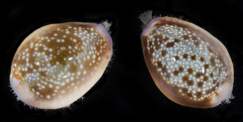 Honey Cowry