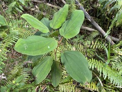 Miconia serrulata
