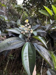 Miconia mirabilis
