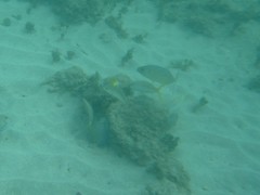 Caranx bartholomaei