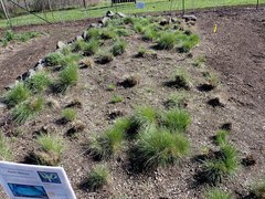 Festuca roemeri roemeri
