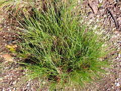 Festuca roemeri roemeri