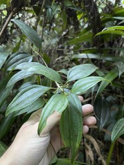 Miconia borinquensis