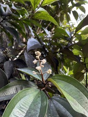 Miconia mirabilis