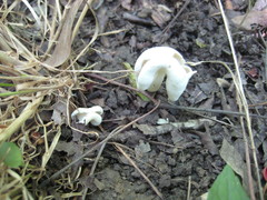 Helvellaceae