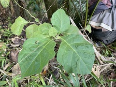 Solanum jamaicense