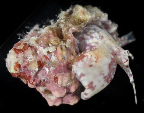 Bursa rhodostoma observed 2017-05-26