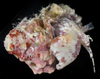 Lampasopsis rhodostoma - Photo (c) smithsonian_marinegeo, some rights reserved (CC BY-NC-SA), uploaded by smithsonian_marinegeo