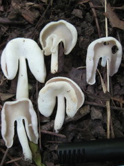 Helvellaceae