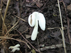 Helvellaceae