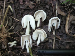 Helvellaceae
