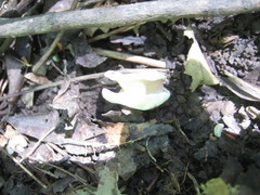 Helvellaceae