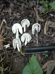Helvellaceae