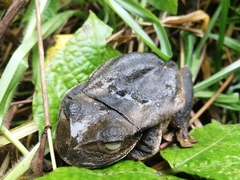 Gastrotheca nicefori