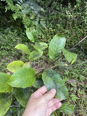 Pinzona coriacea