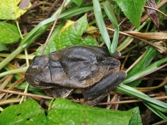 Gastrotheca nicefori