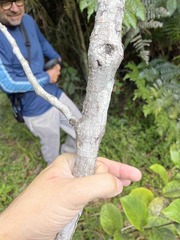 Pinzona coriacea