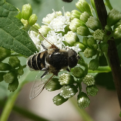 Eristalis dimidiata