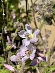 Malacothamnus clementinus